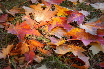 Colorful autumn maple leaves on a green grass in disorder.