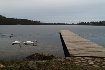 Frozen Lake with Swans next to Dock