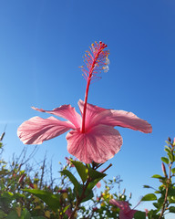 Pink Hibiscus Flower in Outdoor Garden