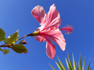 Pink Hibiscus Flower at Sun Light