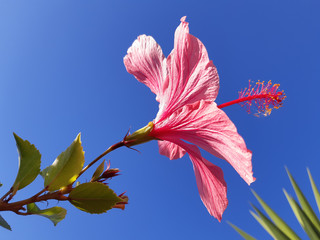 Pink Hibiscus Flower