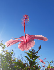 Pink Hibiscus Flower in Outdoor Garden