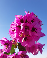 Bougainvillea in sun light