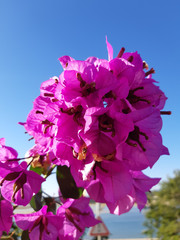 Bougainvillea in Summer time