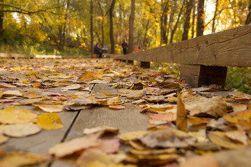 Fall in a Moscow park along the Yauza river. Russia, 2018.