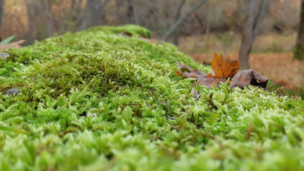 Moss And Maple Leaf on a Forest Tree Detail