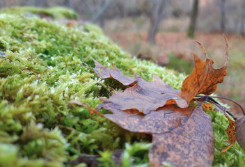 Moss and Maple Leaves on a Forest, Tree Macro