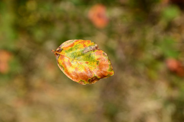 Beech leaf caught in midair as it falls from the tree.
