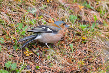 Pinzón Vulgar, fringilla coelebs en el Valle de Bujaruelo, Pirineo Oscense