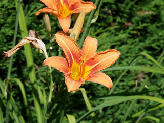 Hemerocallis fulva. Une variété d'hémérocalle aux pétales de couleur fauve, rouge orangé et...