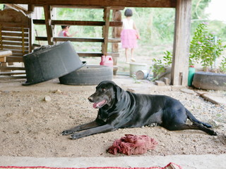 Black dog staying under a raised basement of an old Thai-style wooden house in a rural area of...