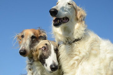 Three borzoi faces, one with a quite worried look.