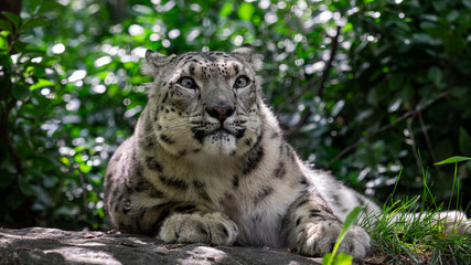 Snow Leopard 