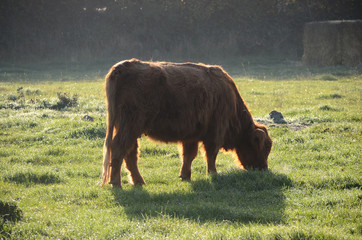 Scottish highland cow grazing seen in early morning backlight.
