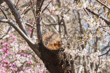 Tree blossoms in bloom during the Spring