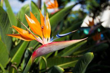 Fototapeta na wymiar Ave do paraiso flower, Madeira, Portugal