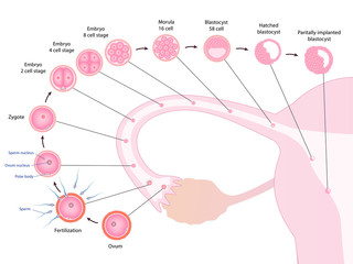 Early human development in oviduct, ovulation to implantation - obrazy, fototapety, plakaty