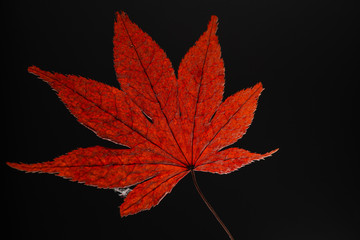 dried red maple leaves on black