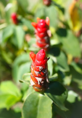 red plant flower nature