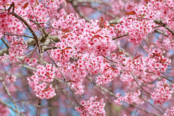 Wild Himalayan Cherry Blossoms in spring season (Prunus cerasoides), Sakura in Thailand, selective focus, Phu Lom Lo, Loei, Thailand.