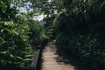 Walkway Lane Path With Green Trees in Forest. Beautiful Alley In Park. Pathway Way Through Dark Forest in sun moon lake,taiwan