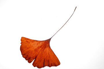 dried Ginko leaves on grey background