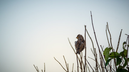 Sparrows birds on a tip of a tree in sun