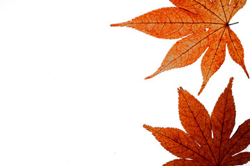dried red maple leaves on white