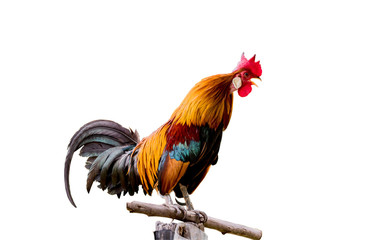 Rooster chicken cockcrow in the morning on the fence .