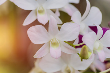 Beautiful white orchid  with blurred background