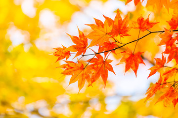 Fototapeta na wymiar 紅葉　Japanese autumn leaves