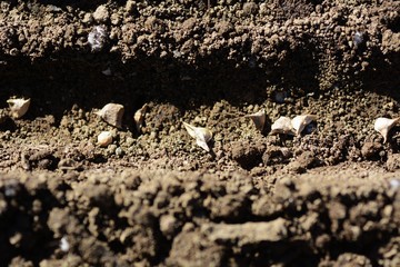 Planting seeds of the Spinach / kitchen garden
