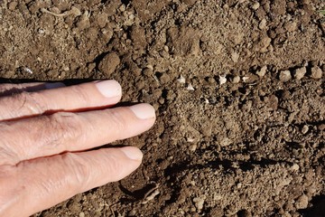Planting seeds of the Spinach / kitchen garden