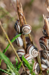 Close-up of grove snails in the grass. Snail shells on plants