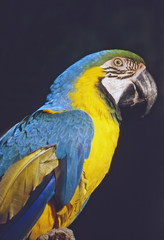 Macaw