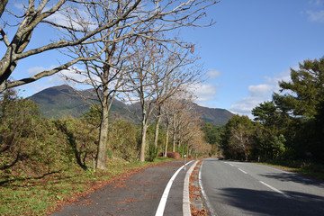 日本の秋の街路樹