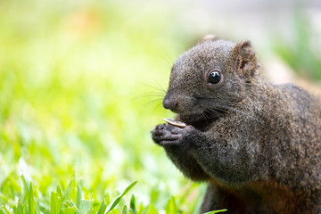 Cute brown asian squirrel in garden with golden light eating a fruit seed