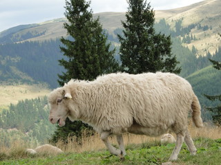 Obraz premium Sheep on the Carpathian Garden - Mountain View
