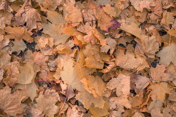 beautiful leaves in autumn