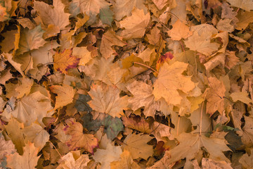 Naklejka na ściany i meble beautiful leaves in autumn