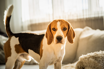 Purebred beagle dog standing on couch sofa in living room indoors - obrazy, fototapety, plakaty