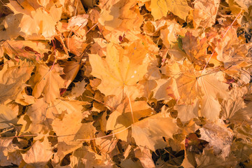 beautiful leaves in autumn