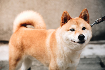 Japanese dog AKA Chiba dog with Dog leash stared at the camera.