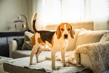 Purebred beagle dog standing on couch sofa in living room indoors