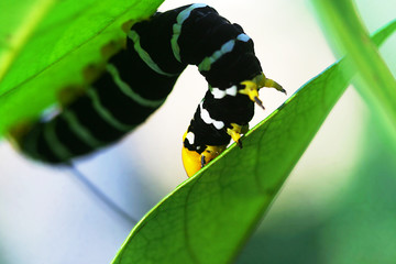 close up of a caterpillar with copy space. made in French Guiana