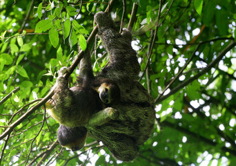 Cute three-toed sloth baby and his mother in nature of French Guyana on green jungle background