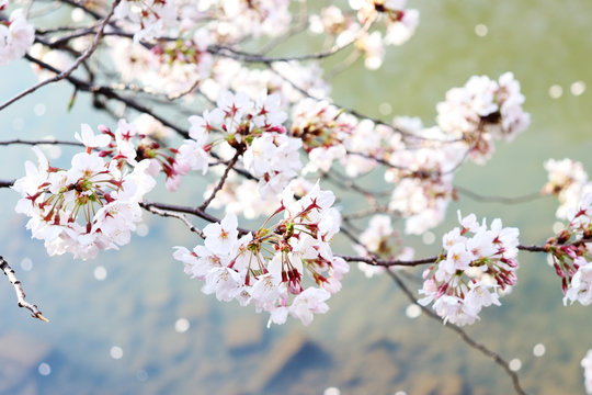 川の上の日本の美しい桜ソメイヨシノの写真素材