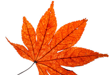 dried red maple leaves on white