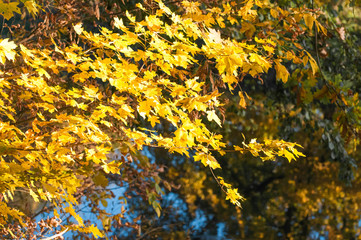 Yellow autumn trees tops against blue sky