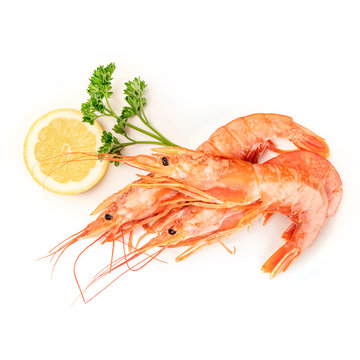 Overhead photo of raw shrimps on white, with parsley and a lemon slice, with copy space